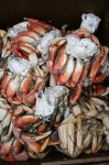 image of dungeness_crab