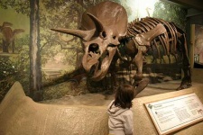image of triceratops