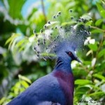 image of victoria_crowned_pigeon #7