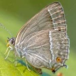 image of animal