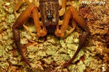 image of scorpion