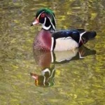 image of wood_duck #10