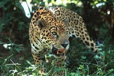 image of jaguar_car