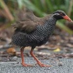 image of bird