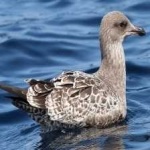 image of bird
