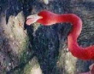 image of animal