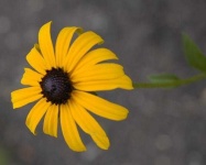 image of flower