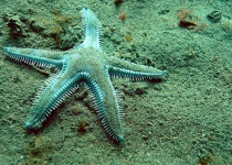 image of starfish