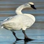 image of bird