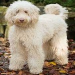 image of animal
