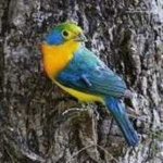 image of bird