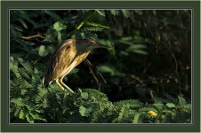image of bittern