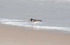image of oystercatcher