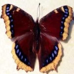 image of animal