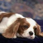 image of animal