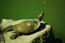 image of animal