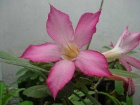 image of flower