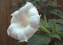 image of flower