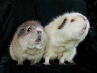 image of guinea_pig