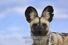 image of african_hunting_dog