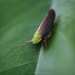 image of leafhopper #25