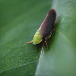 image of leafhopper
