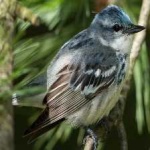 image of bird