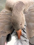 image of goose