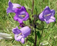 image of flower