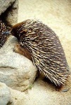 image of echidna