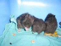 image of hamster
