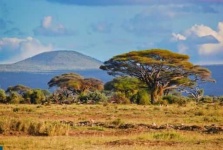 image of savanna