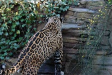image of jaguar_car
