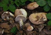 image of mushrooms