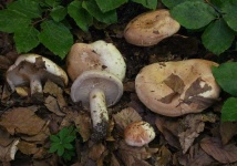 image of lactarius #26