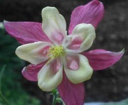 image of flower