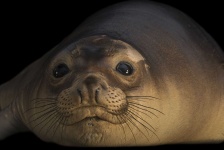 image of animal