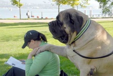 image of bull_mastiff