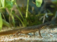 image of common_newt #9