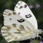 image of animal