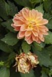 image of flower