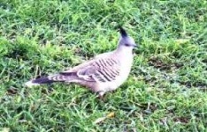 image of pigeon