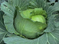 image of head_cabbage