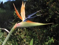 image of bird_of_paradise_flower #70