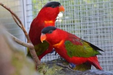 image of lory