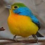 image of bird