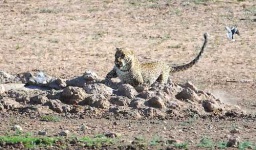 image of leopard