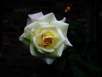 image of flower