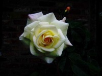 image of rose #19