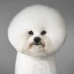 image of animal